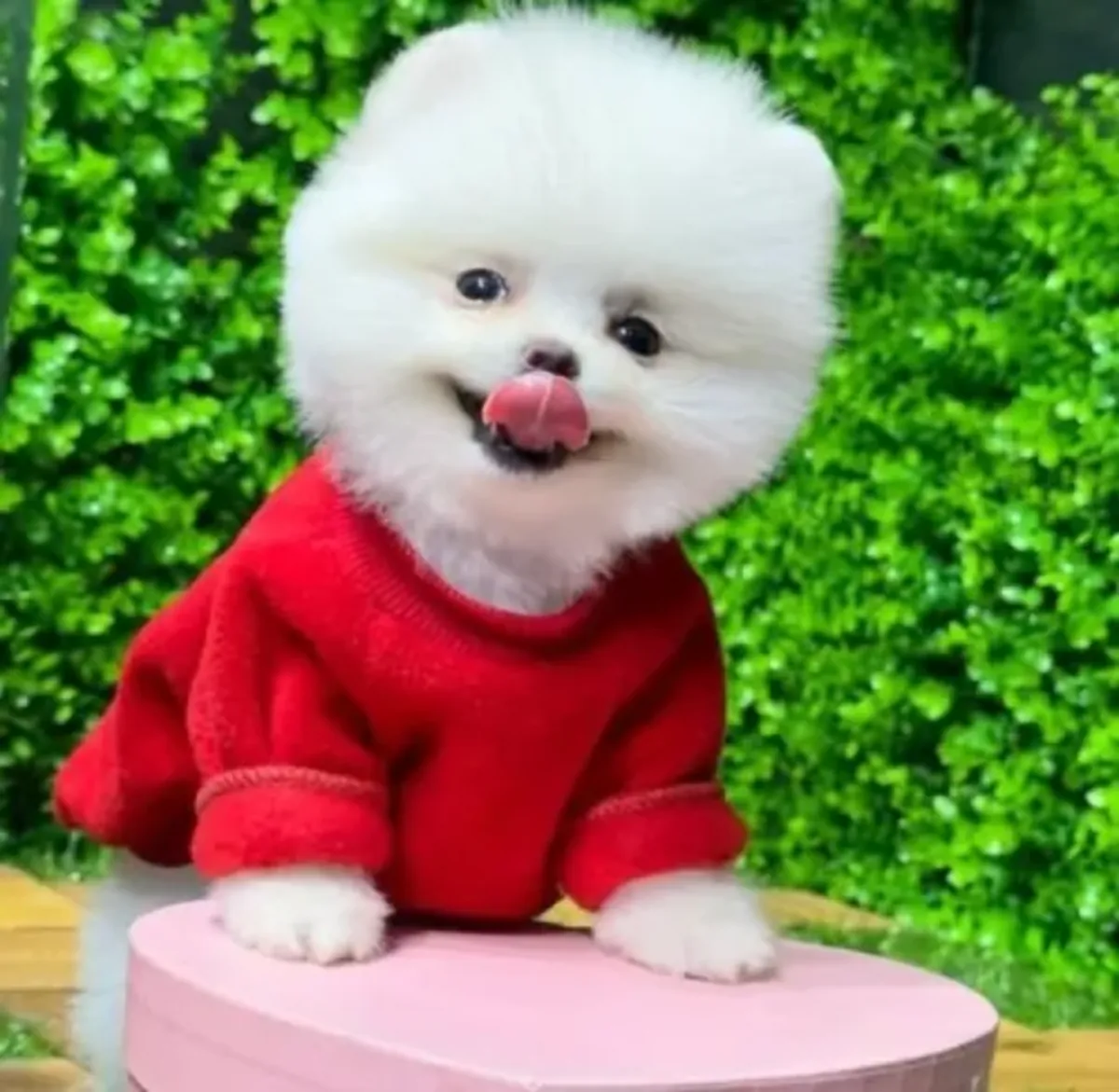 Hermosa hembra Pomeranian muy cariñosa y tranquila