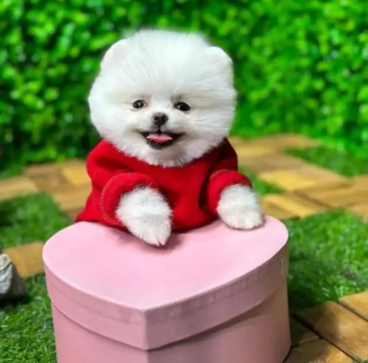 Hermosa hembra Pomeranian muy cariñosa y tranquila