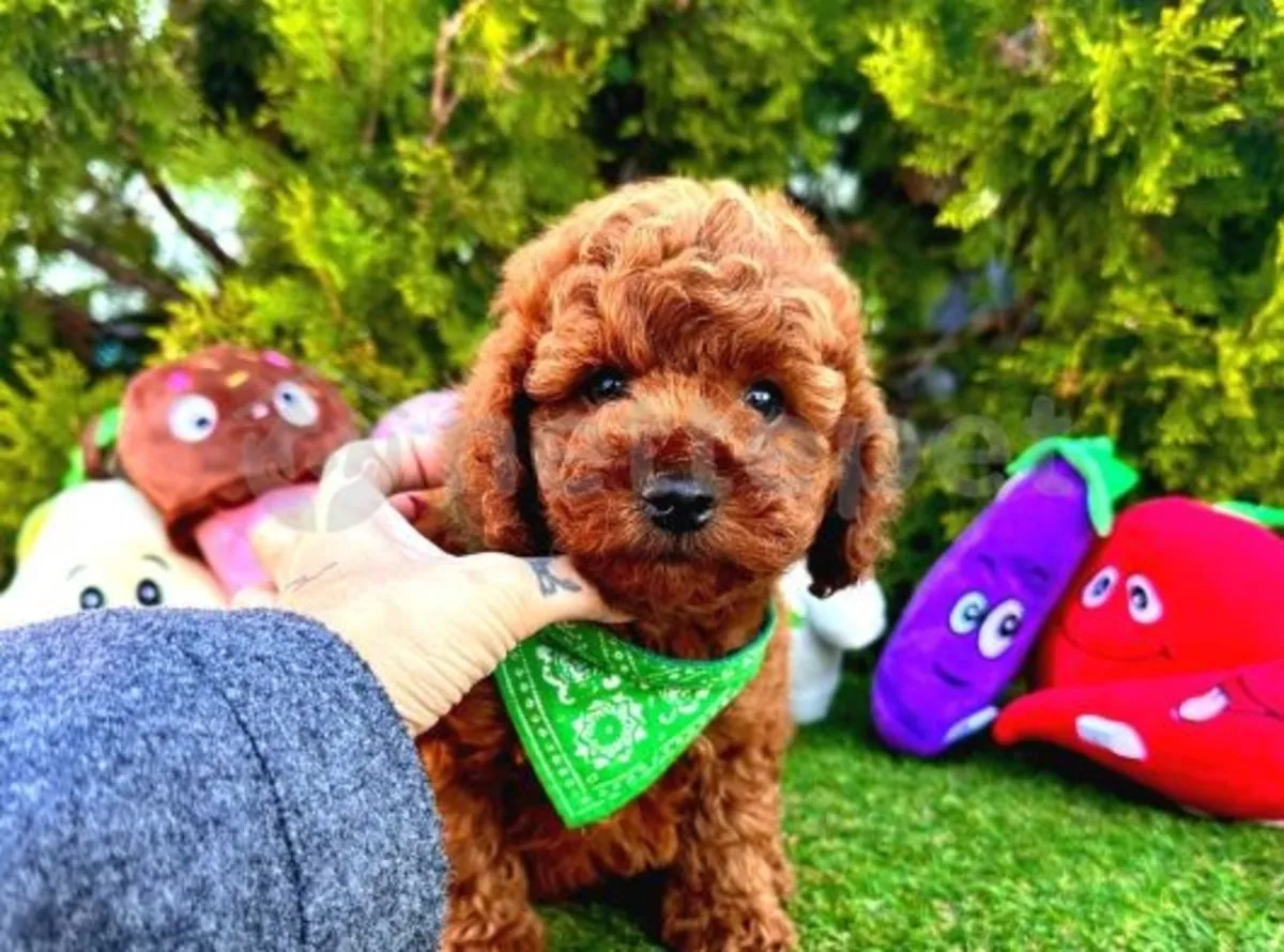 Cachorro Toy Poodle macho muy inteligente y equilibrado
