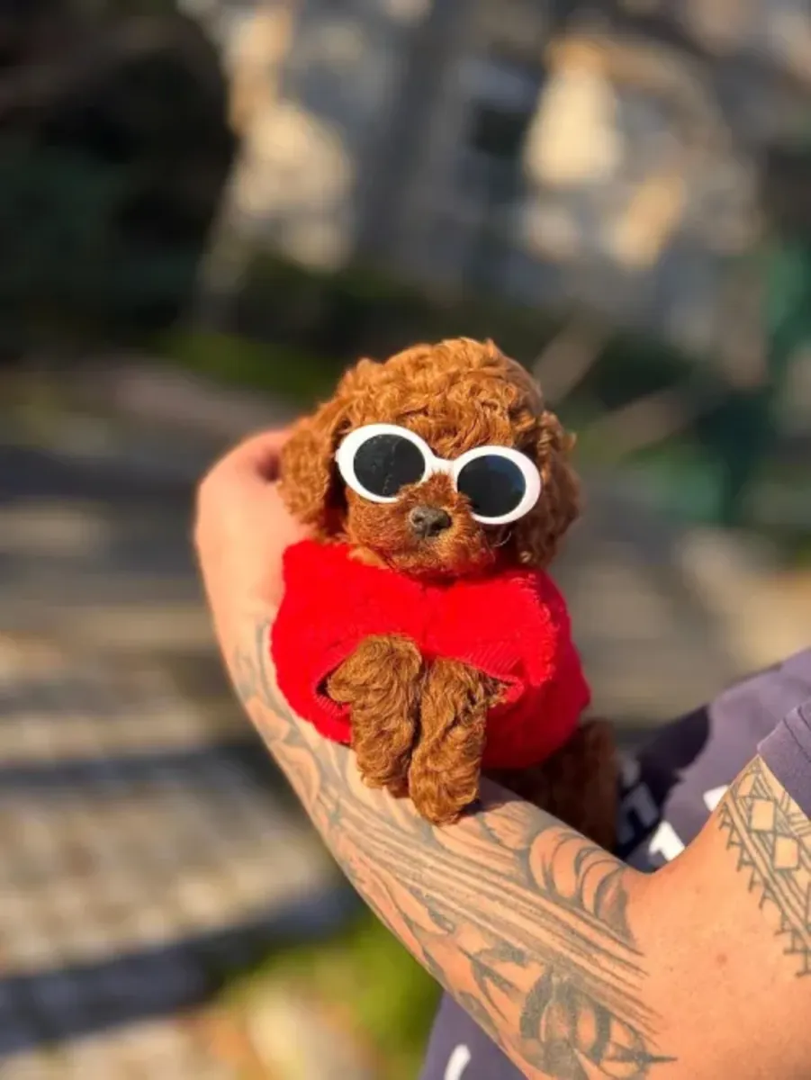 Elegante hembra Toy Poodle criada con dedicación