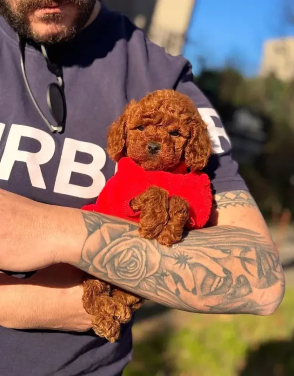 Elegante hembra Toy Poodle criada con dedicación