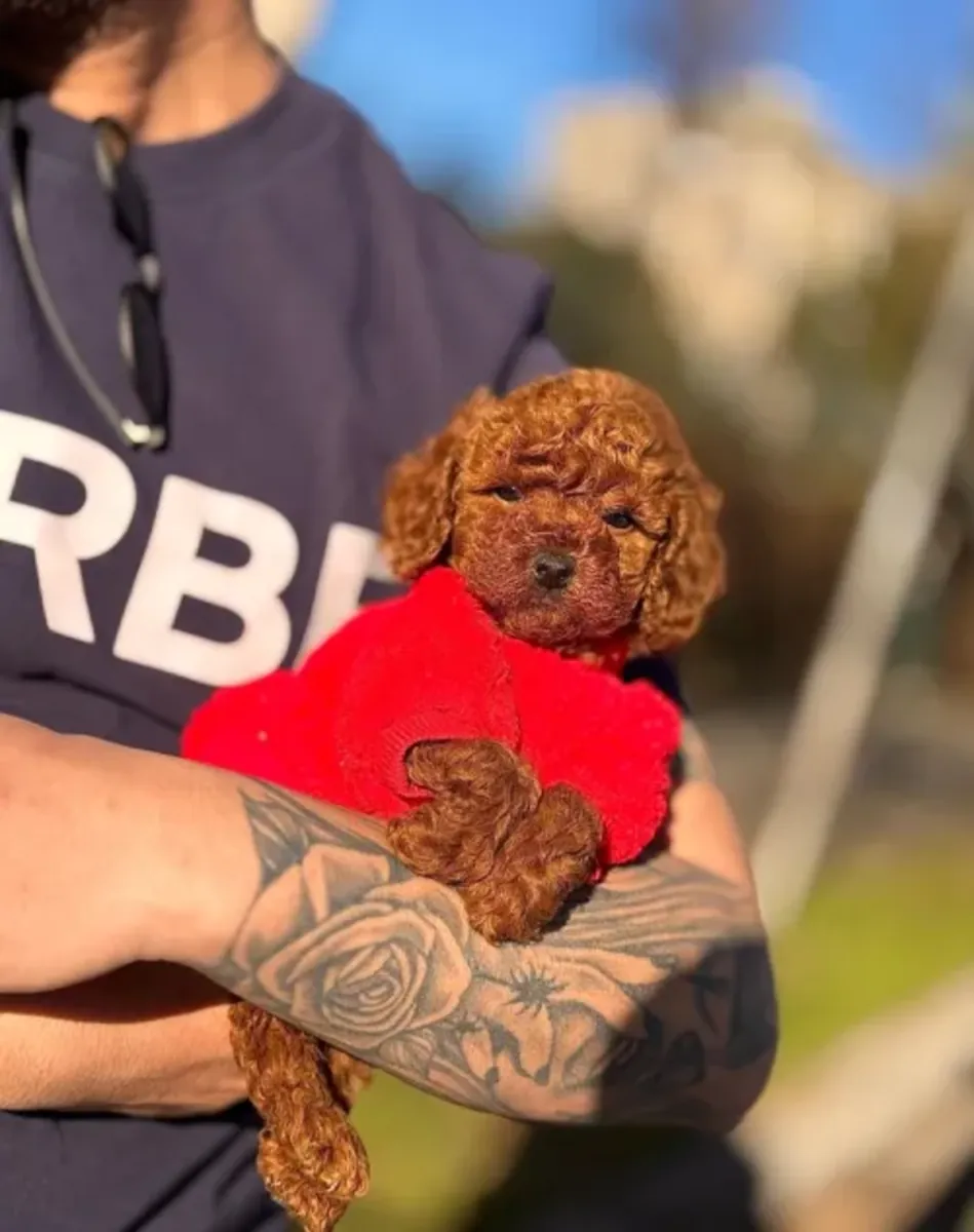 Elegante hembra Toy Poodle criada con dedicación