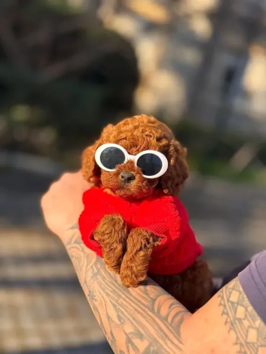 Elegante hembra Toy Poodle criada con dedicación