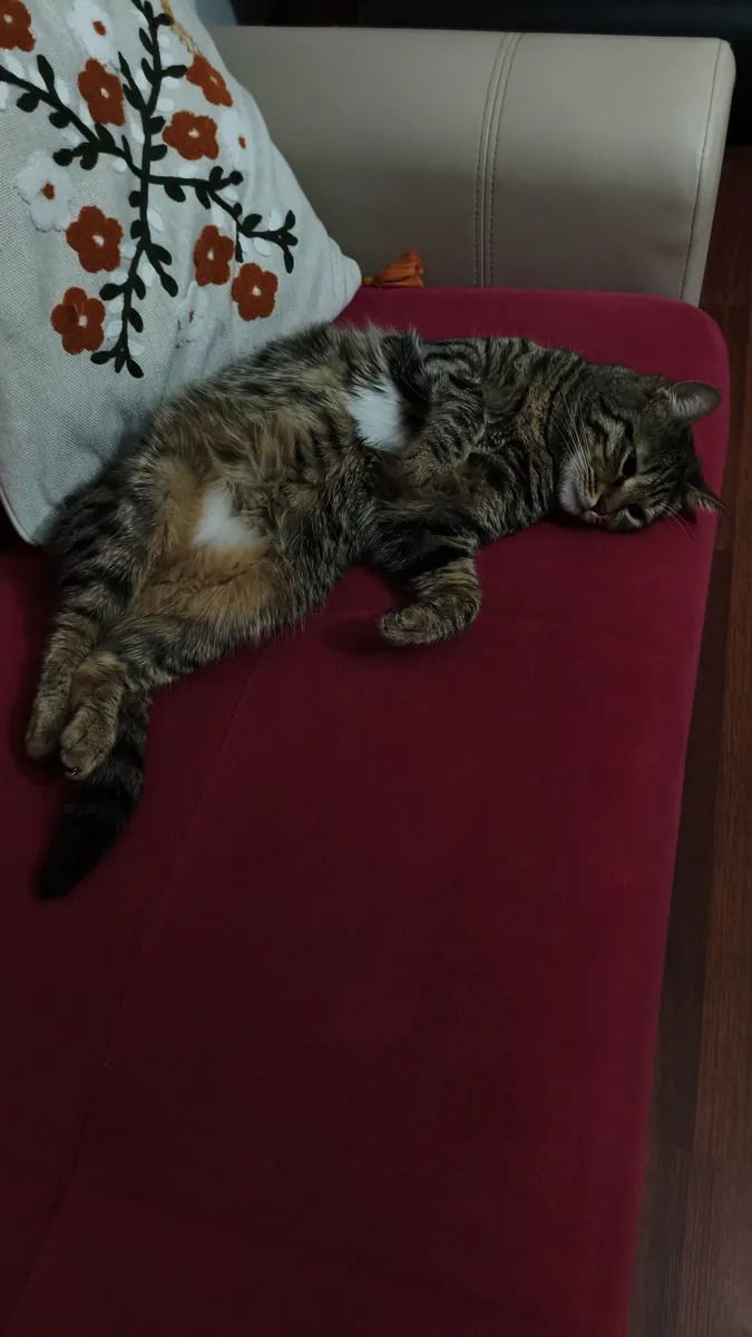 Chat tigré gris. 2 ans. Castré. Mâle.