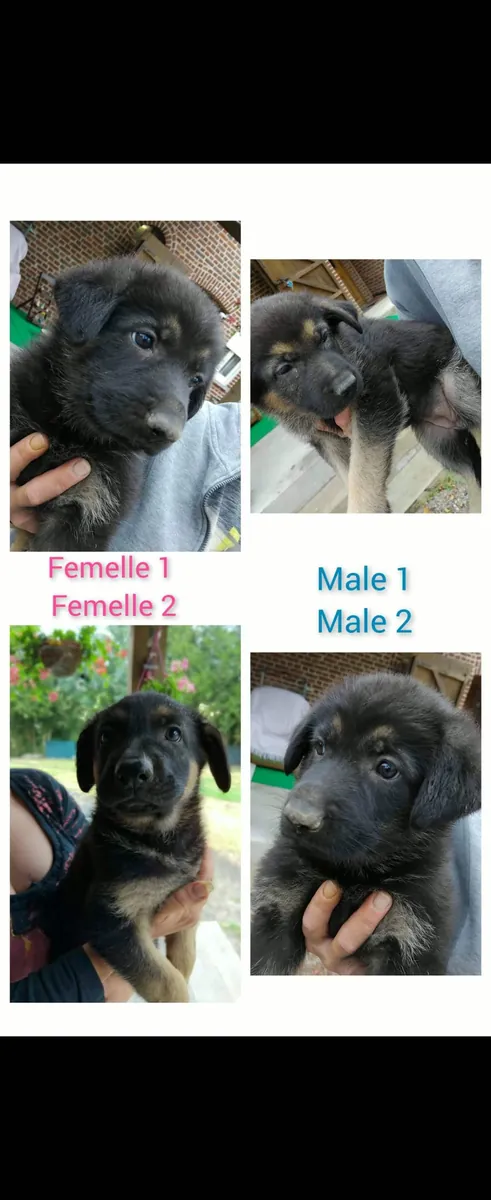 Chiots berger allemand non LOF