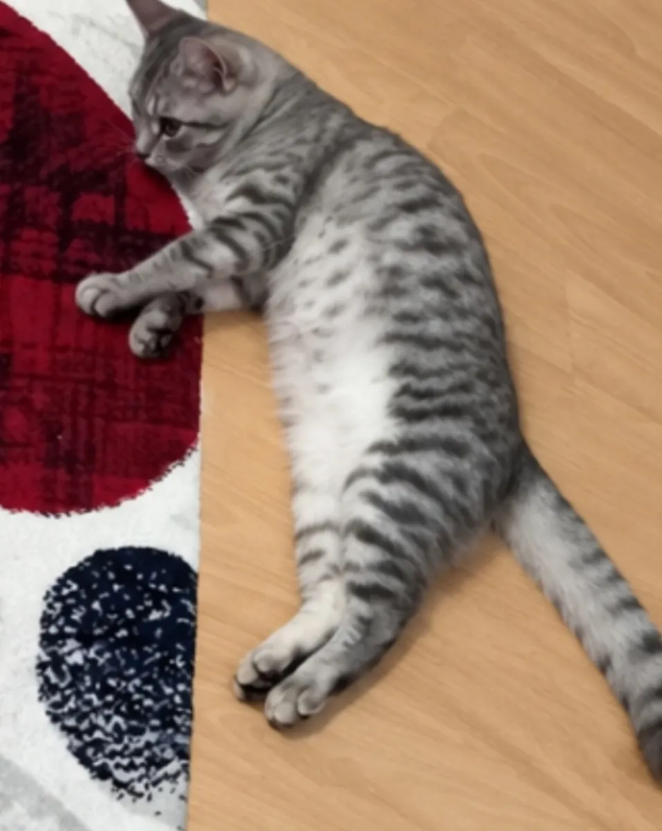 Nous recherchons de toute urgence un foyer pour Miya.