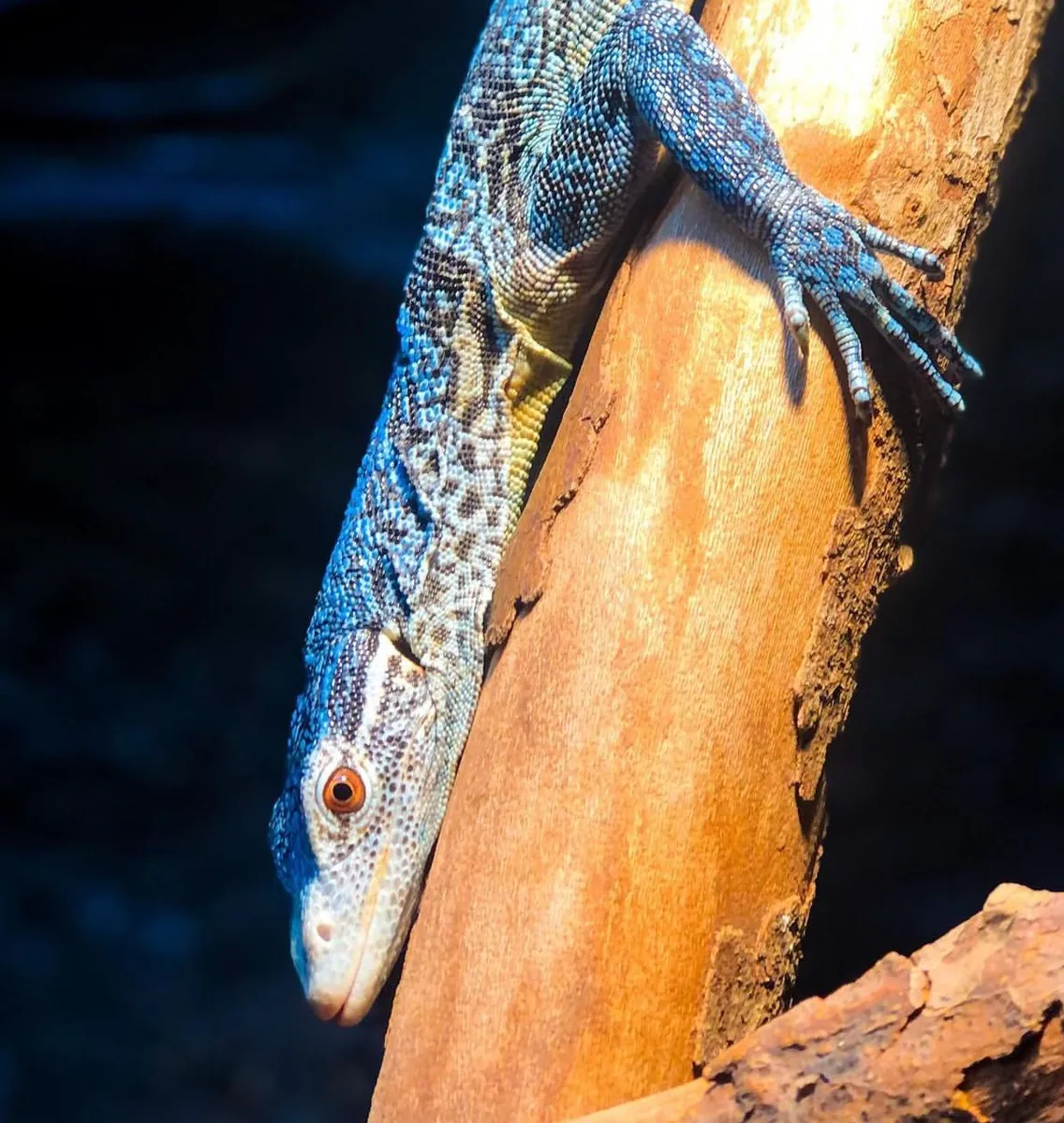 Blue Tree Monitor – Varanus Macraei