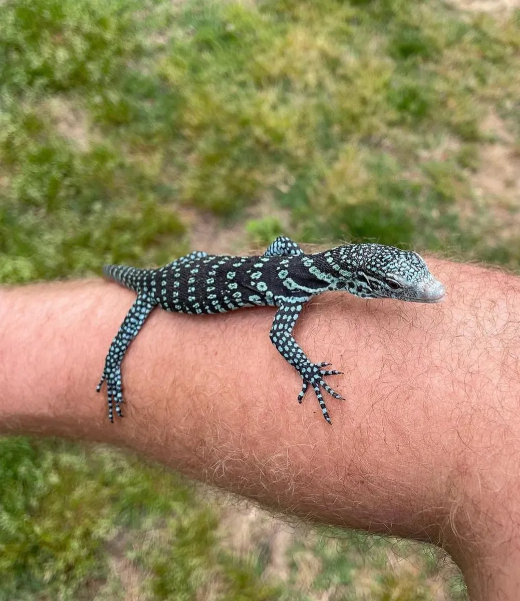 Blue Tree Monitor – Varanus Macraei