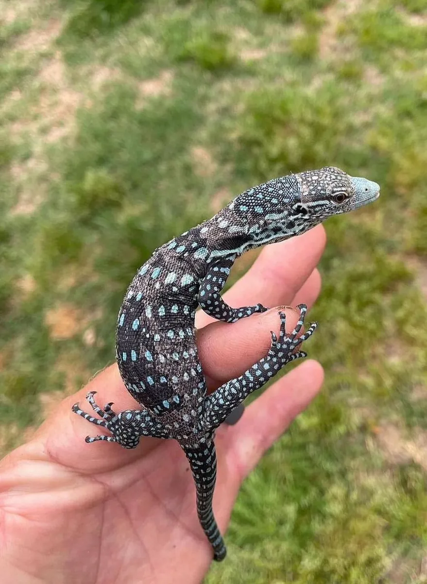 Blue Tree Monitor – Varanus Macraei