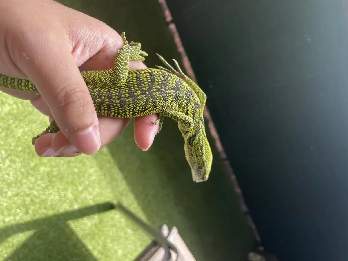 Monitor Lizard Living in a Green Tree – Brightly Patterned Offspring