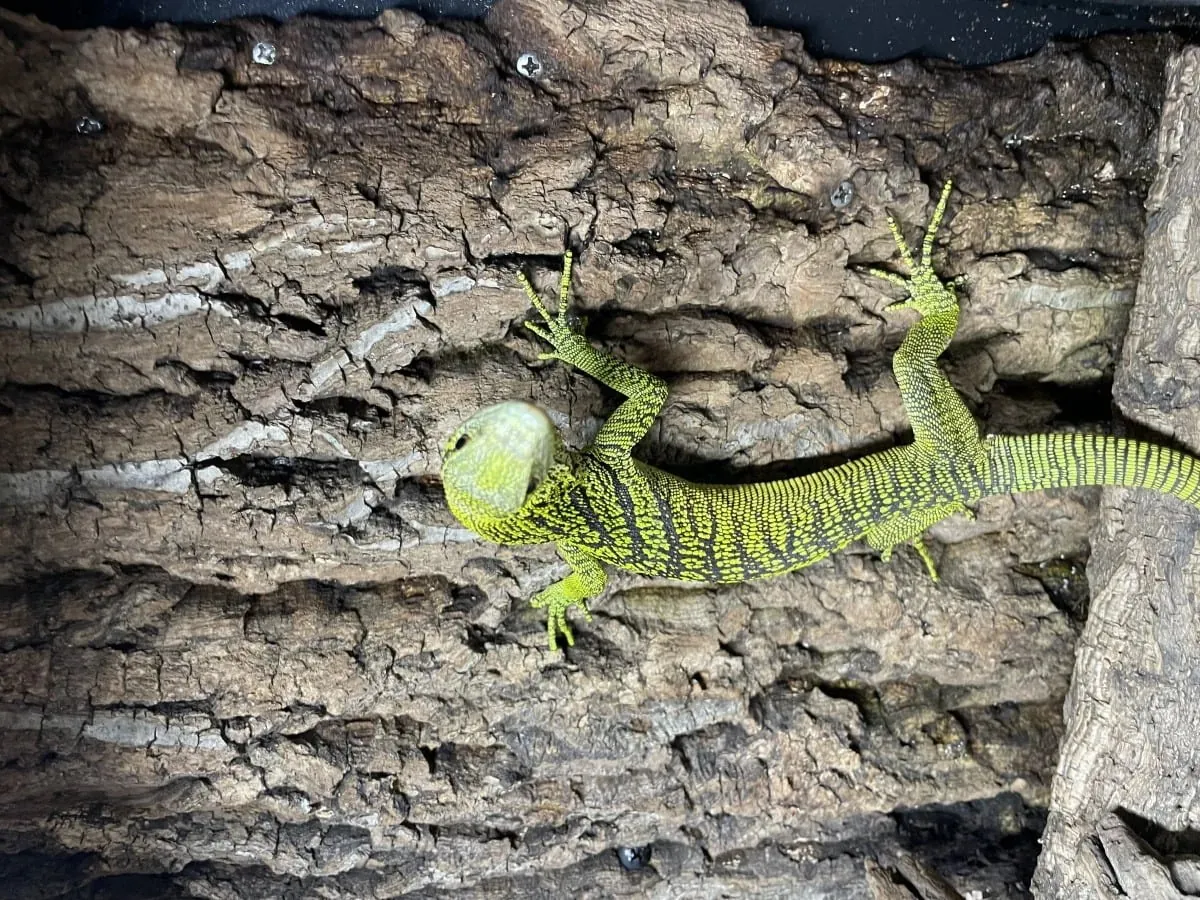 Monitor Lizard Living in a Green Tree – Brightly Patterned Offspring