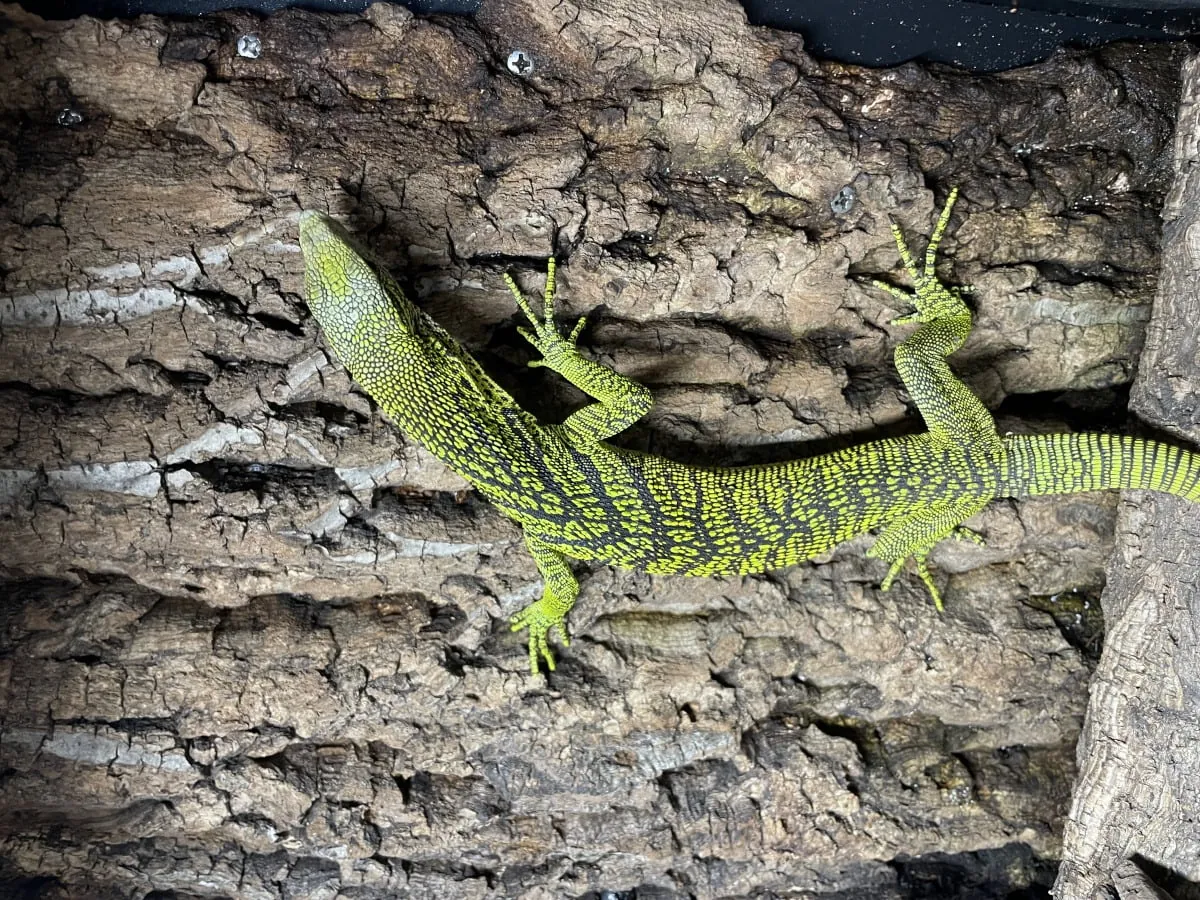 Monitor Lizard Living in a Green Tree – Brightly Patterned Offspring