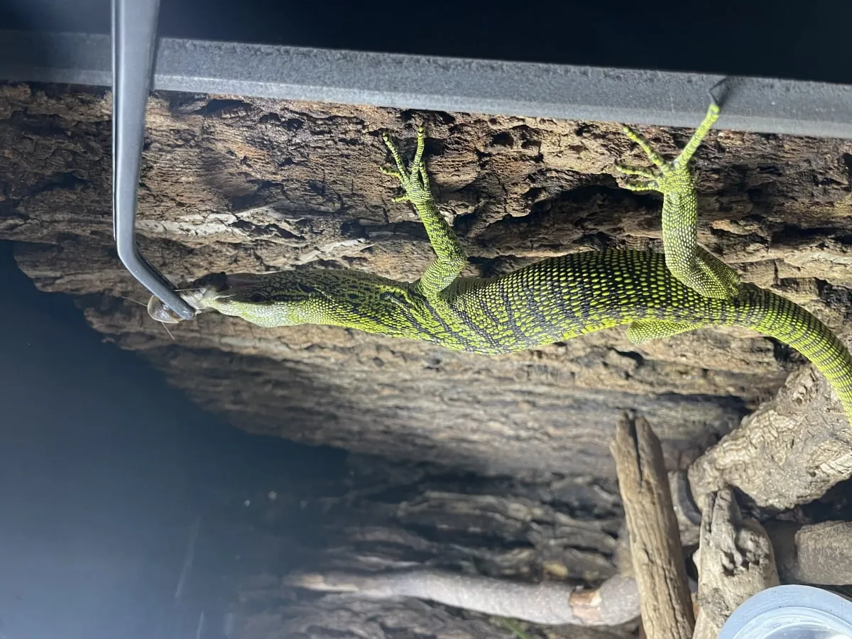 Monitor Lizard Living in a Green Tree – Brightly Patterned Offspring