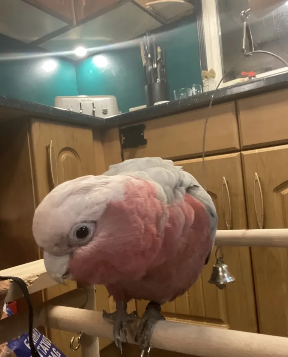 10-month-old male galah cockatoo