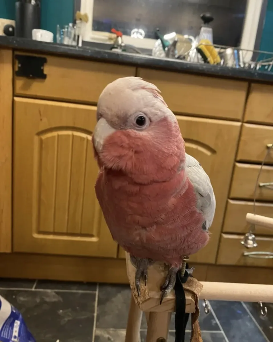 10-month-old male galah cockatoo