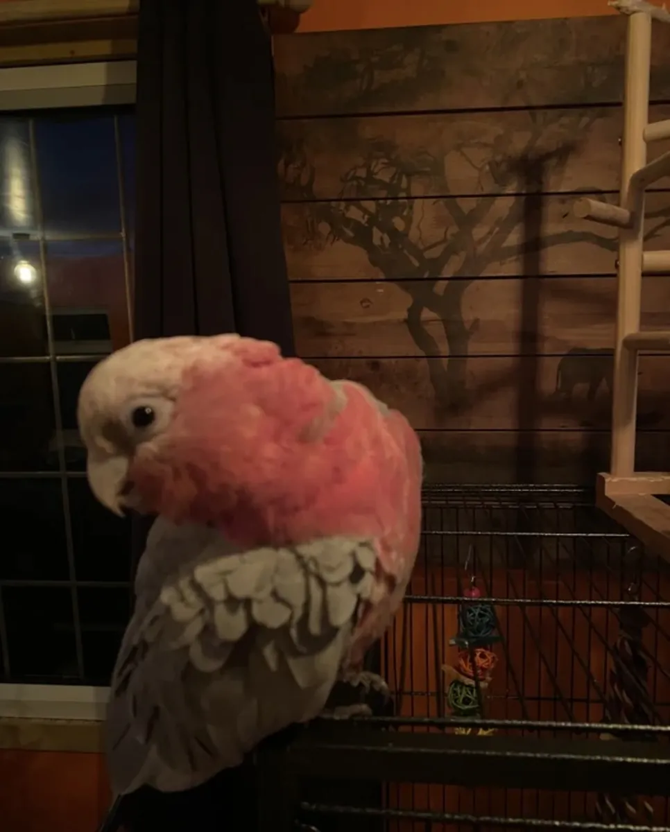 10-month-old male galah cockatoo