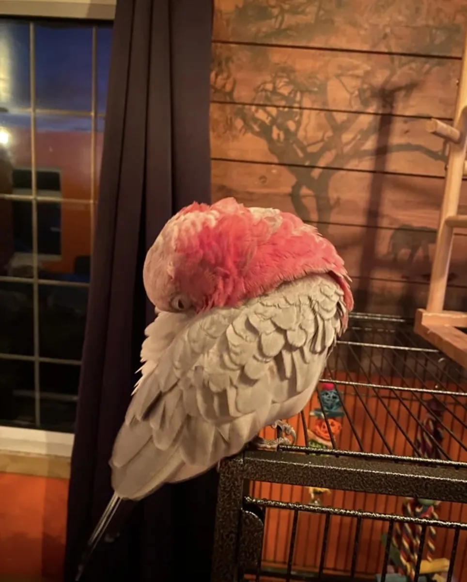 10-month-old male galah cockatoo