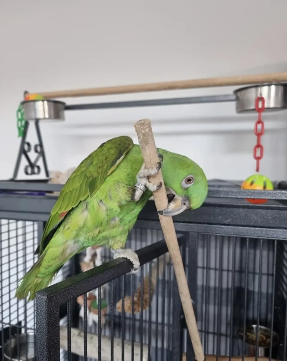Yellow-necked Amazon parrot, pet parrot