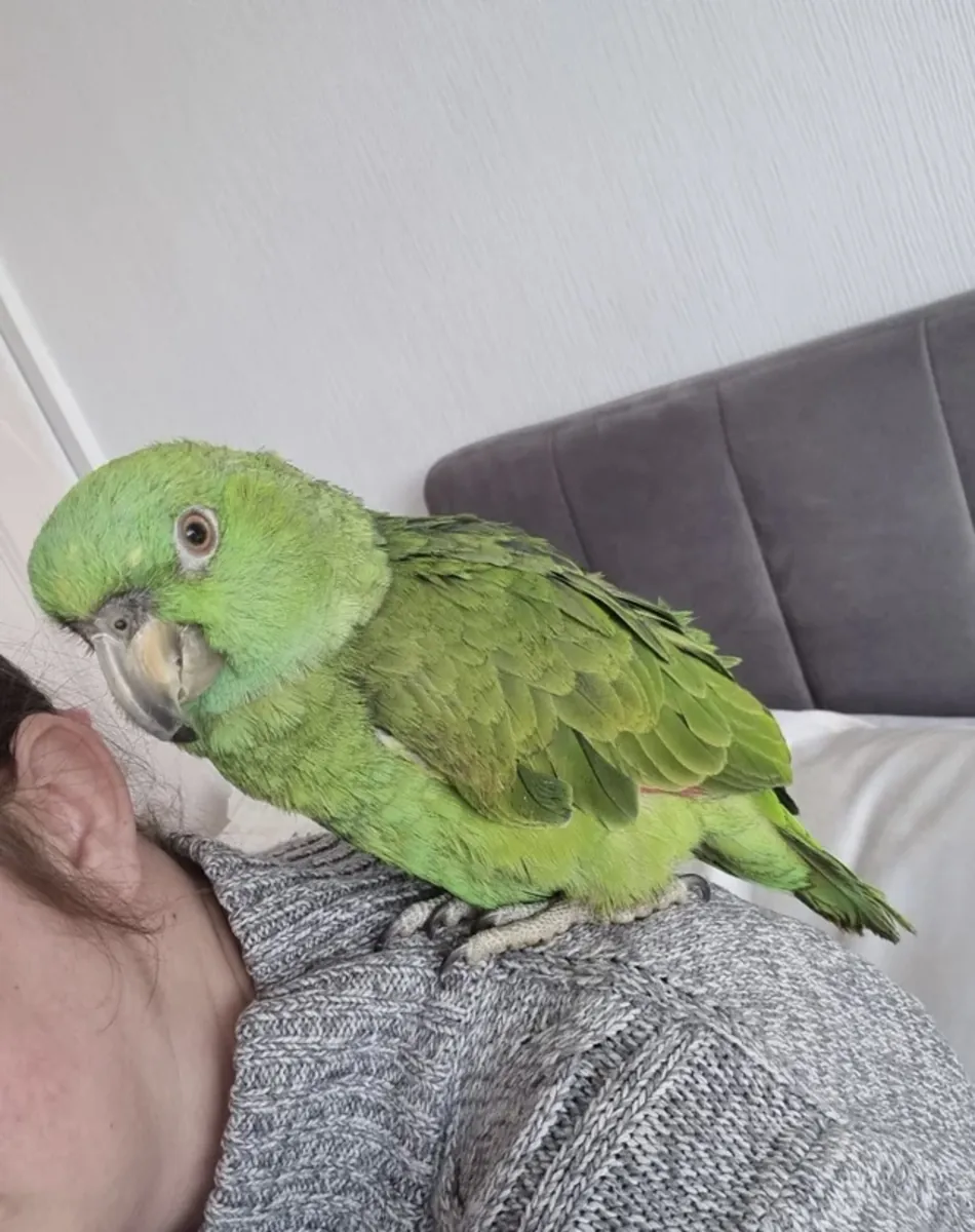 Yellow-necked Amazon parrot, pet parrot