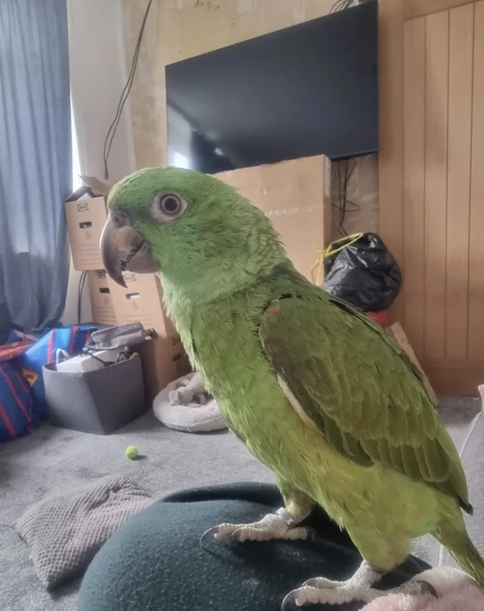Yellow-necked Amazon parrot, pet parrot