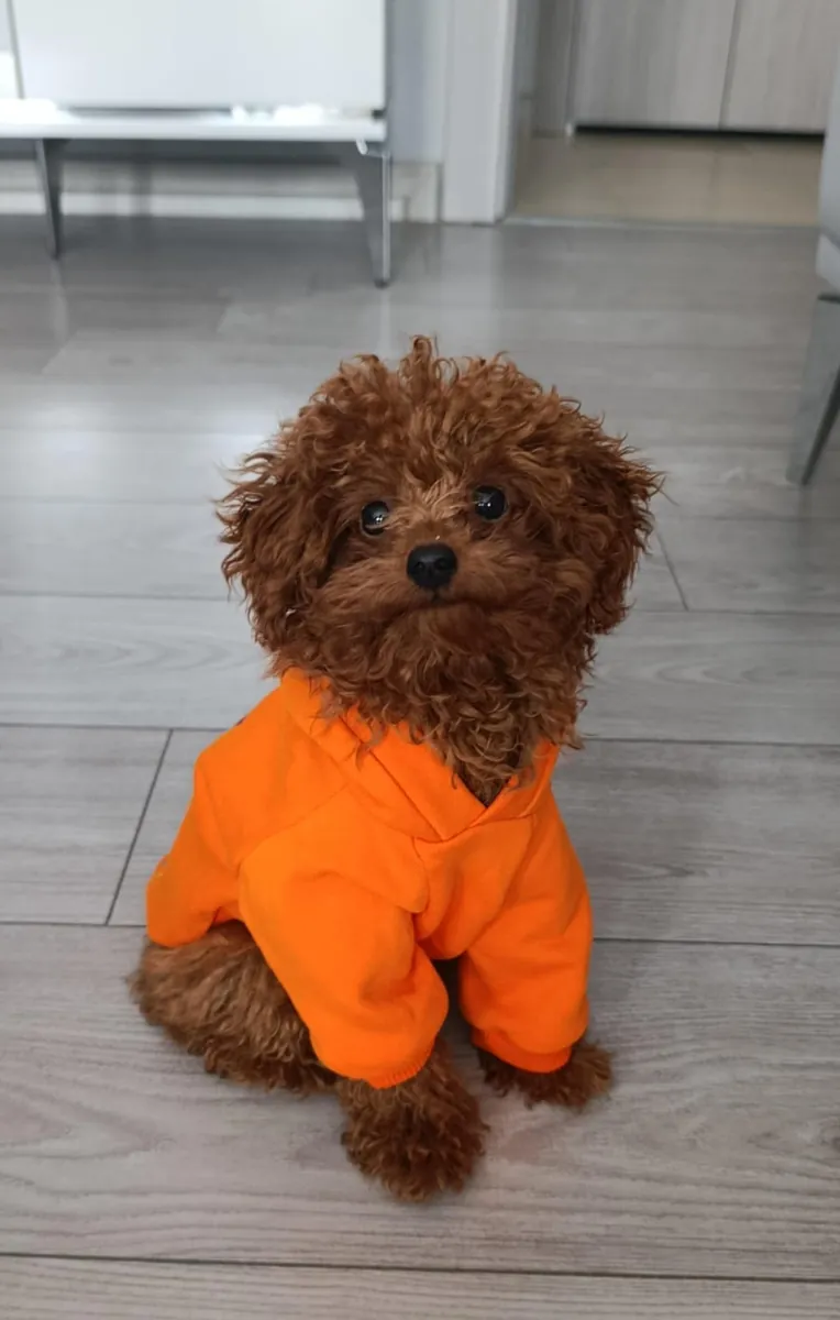 Toy poodle, 1 year old male.