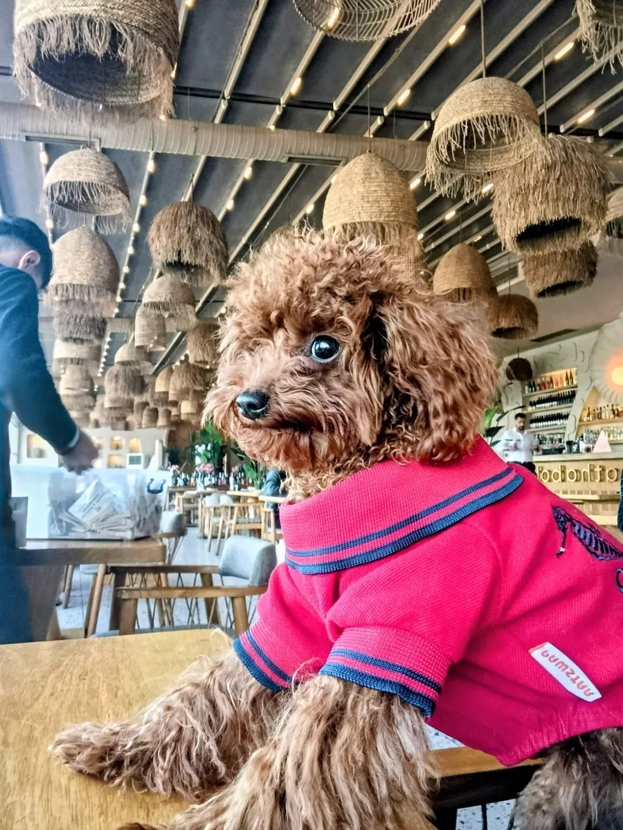 Toy poodle, 1 year old male.