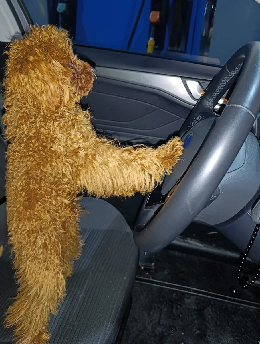 Toy poodle, 1 year old male.