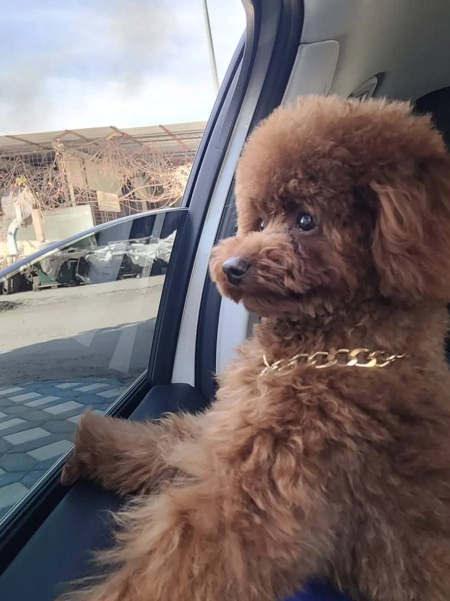 Toy poodle, 1 year old male.