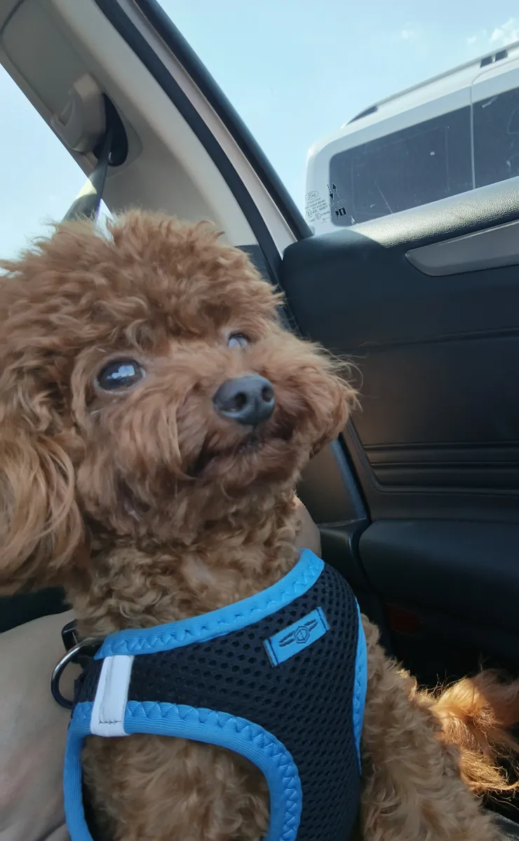 Toy poodle, 1 year old male.