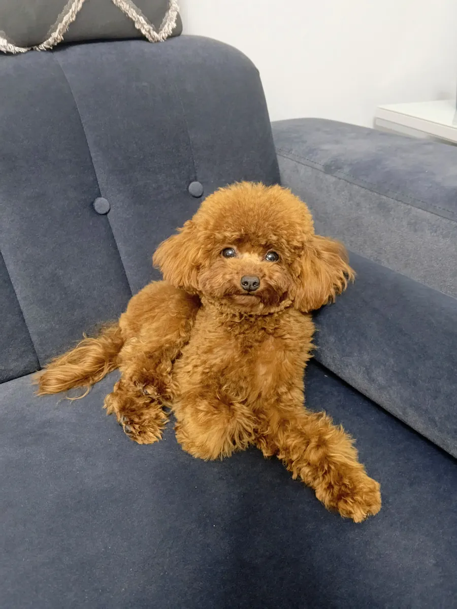 Toy poodle, 1 year old male.