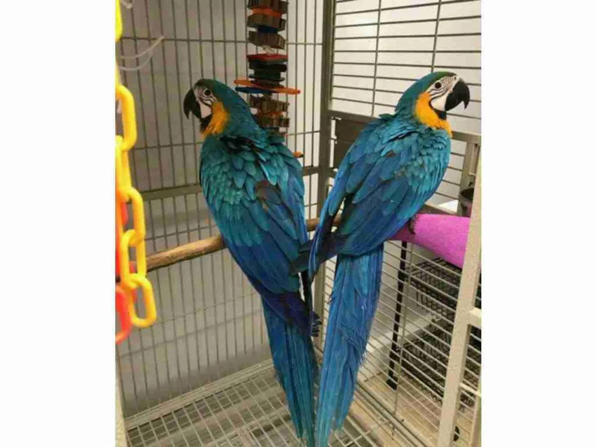 Male and Female blue and gold macaw very tame and very intelligent