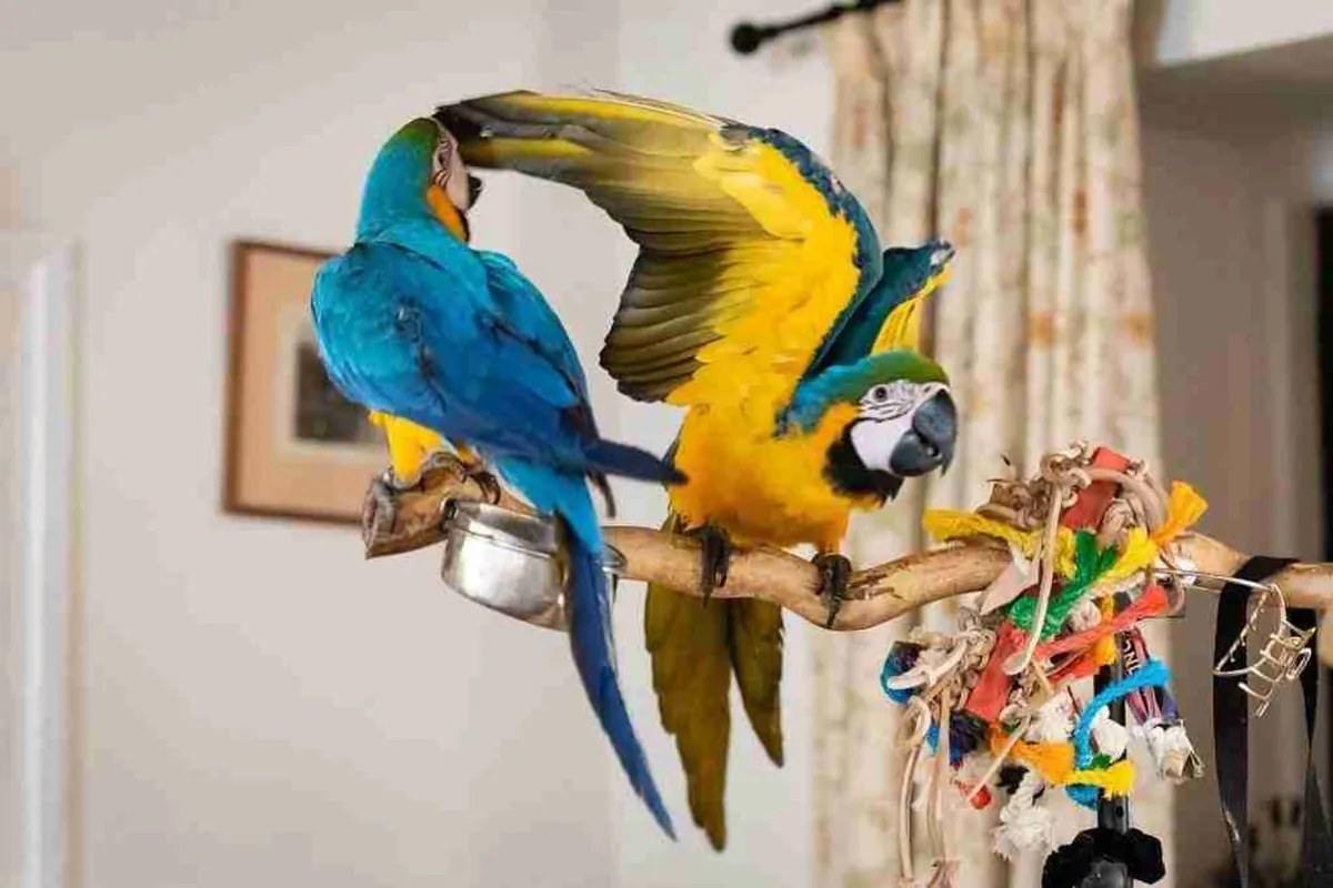 Male and Female blue and gold macaw very tame and very intelligent