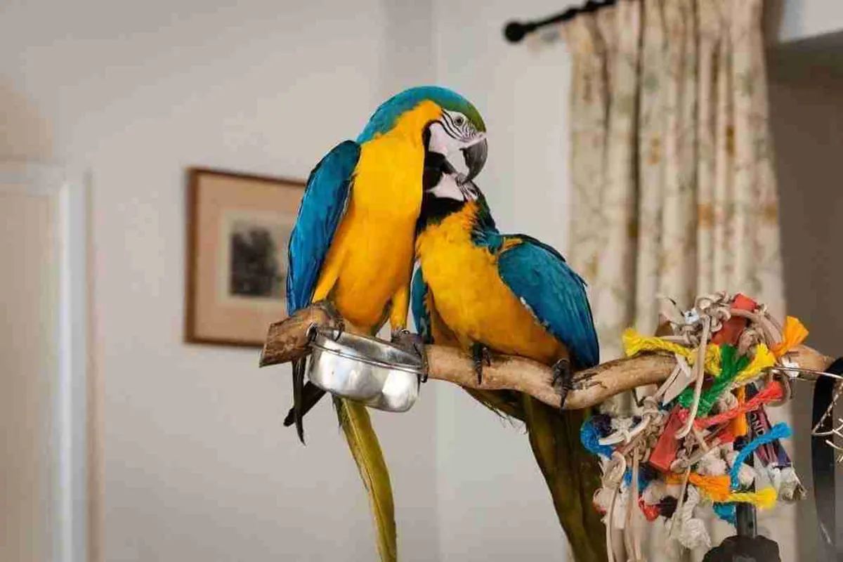 Male and Female blue and gold macaw very tame and very intelligent