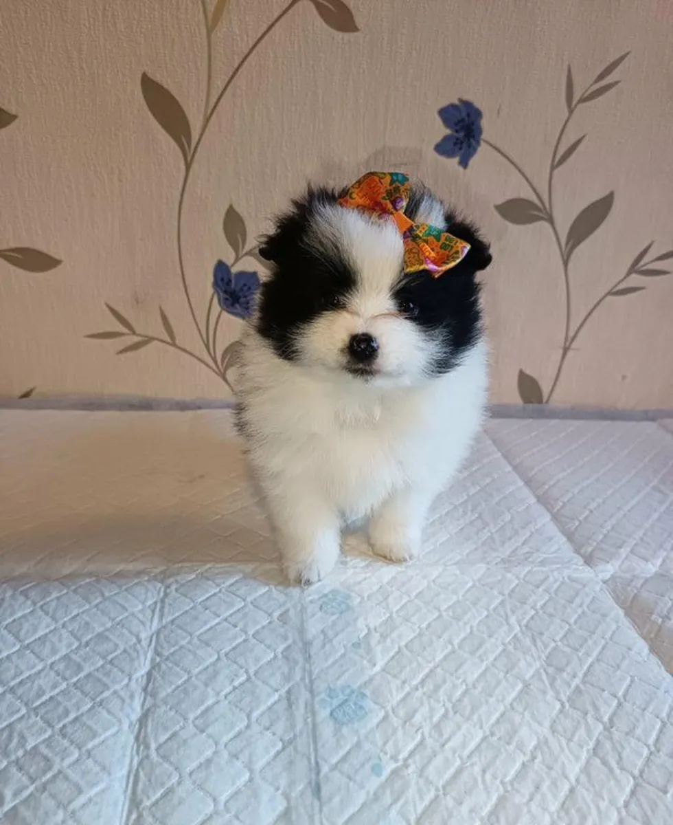 Des chiots Poméraniens mâles et femelles sont offerts en cadeau.