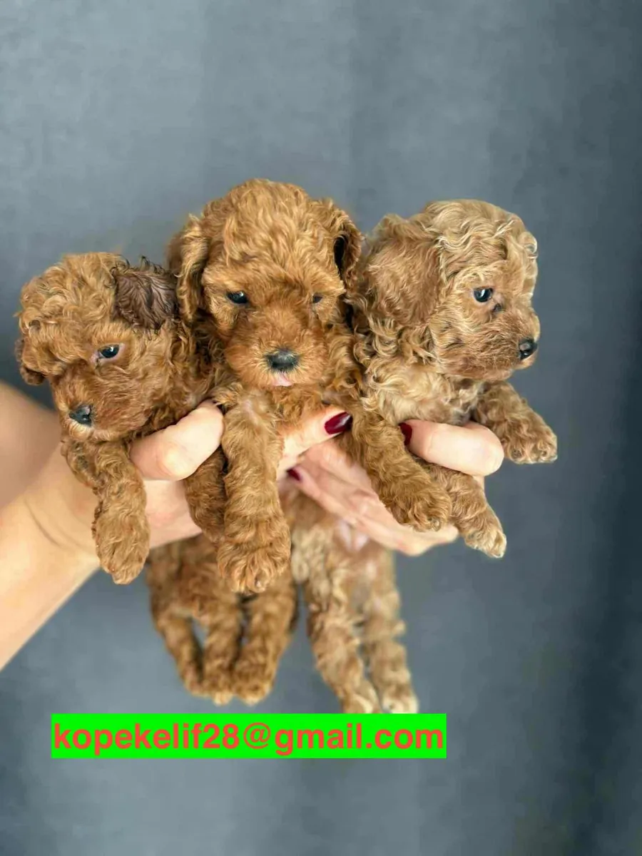 男孩和女孩的贵宾犬幼犬作为礼物赠送。