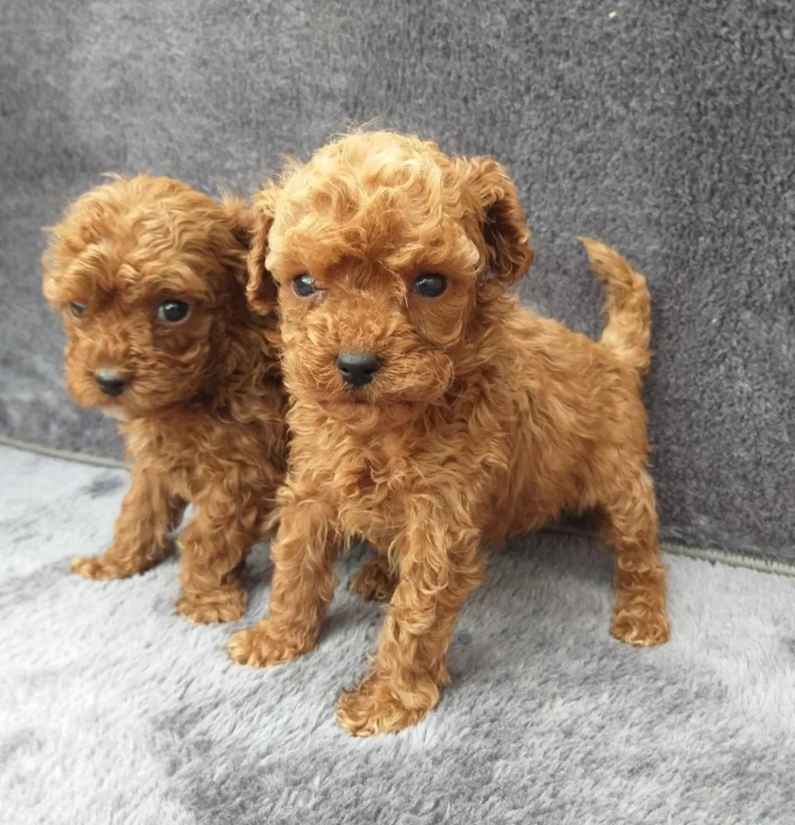 Des chiots caniches mâles et femelles sont offerts en cadeau.