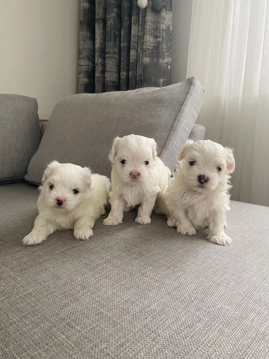 **赠送马尔济斯幼犬（公母各一只）**