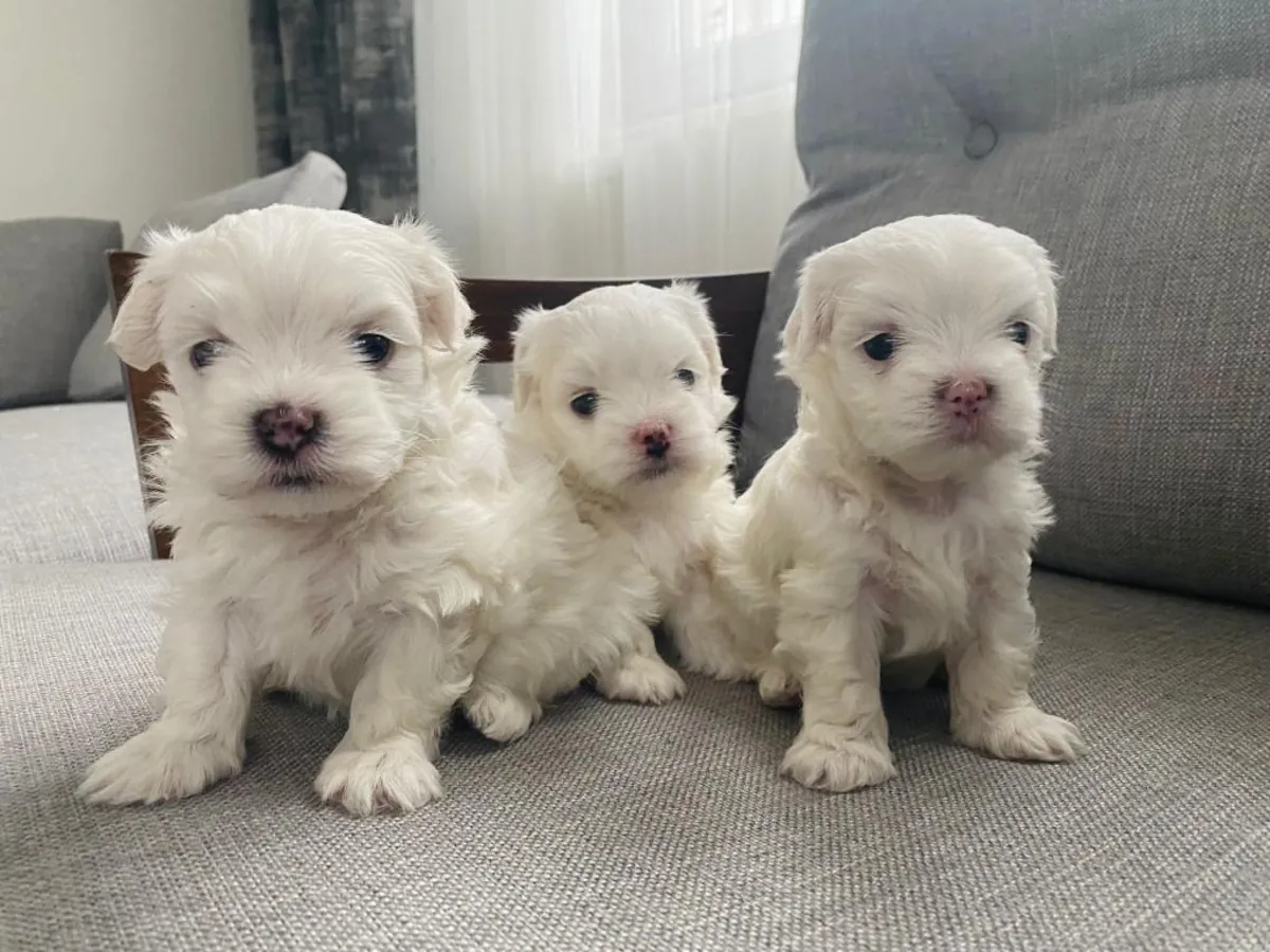 **赠送马尔济斯幼犬（公母各一只）**
