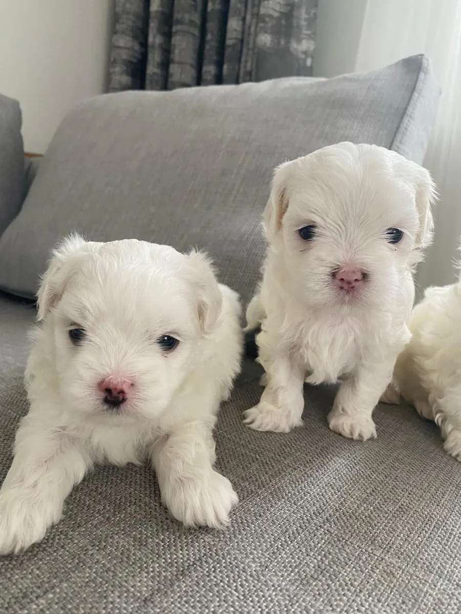 **赠送马尔济斯幼犬（公母各一只）**