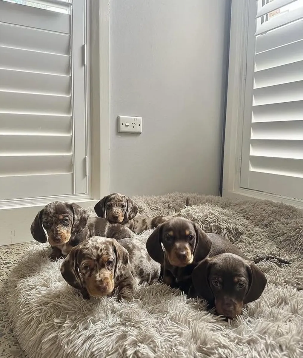 赠送腊肠犬幼犬，一公一母。
