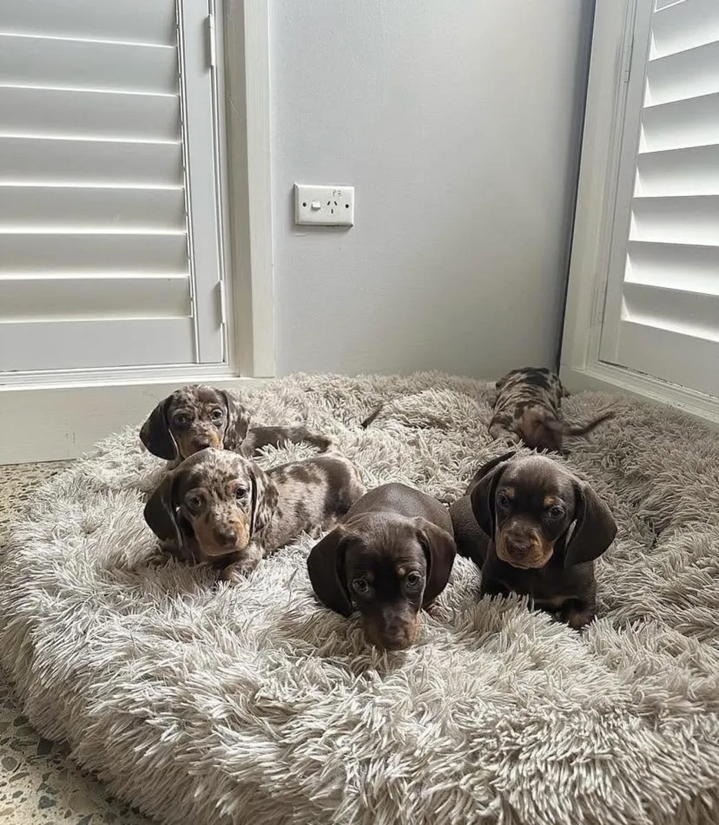 赠送腊肠犬幼犬，一公一母。