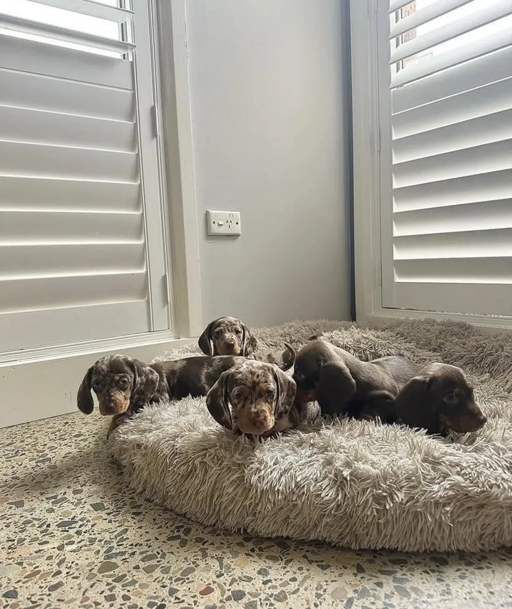 赠送腊肠犬幼犬，一公一母。