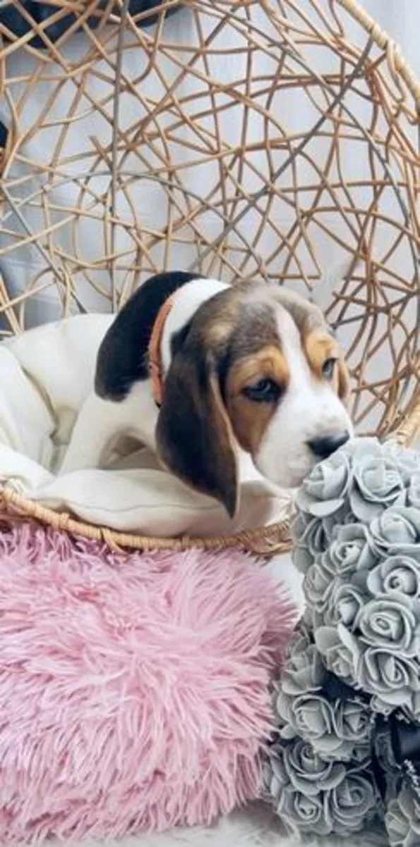Male and female Beagle puppies as a gift.