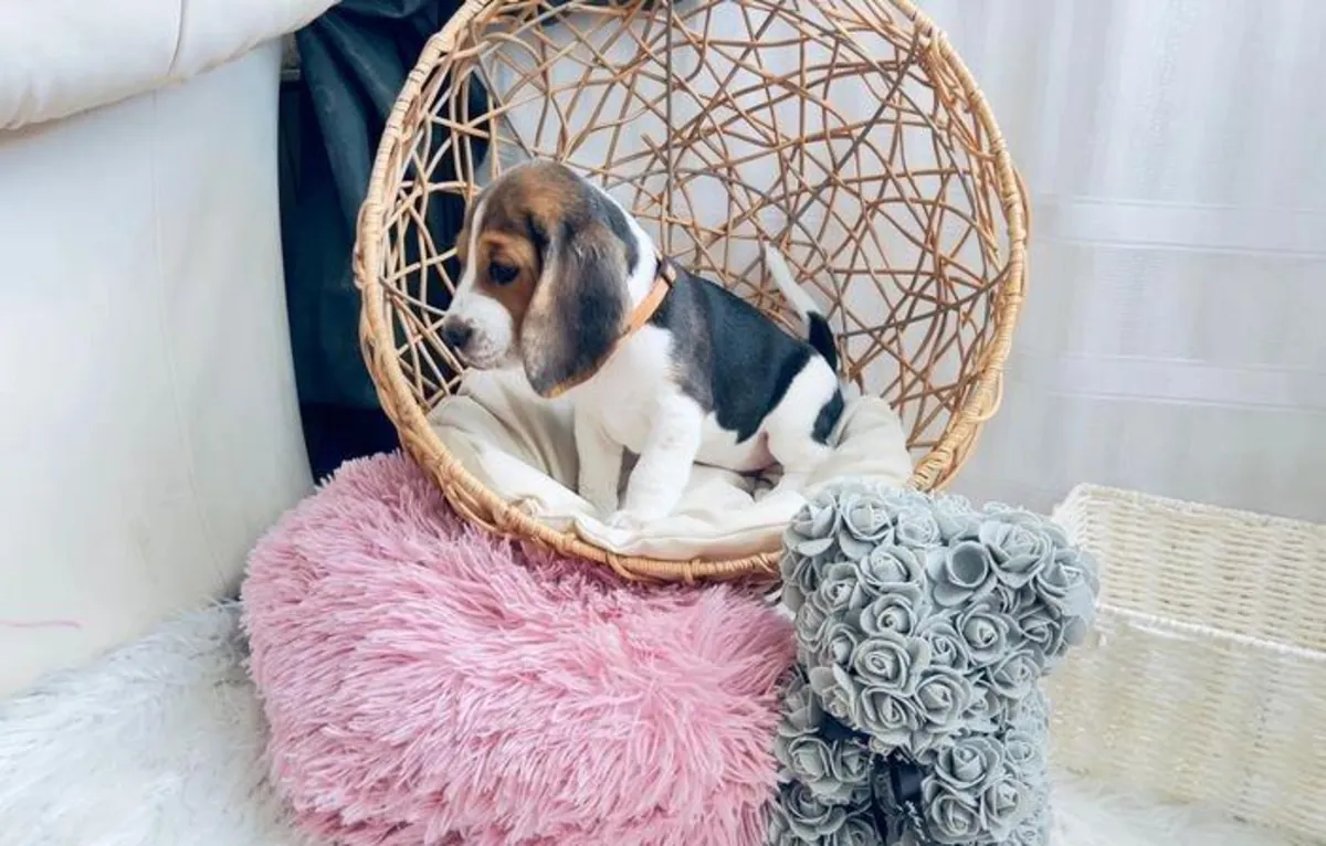 Male and female Beagle puppies as a gift.