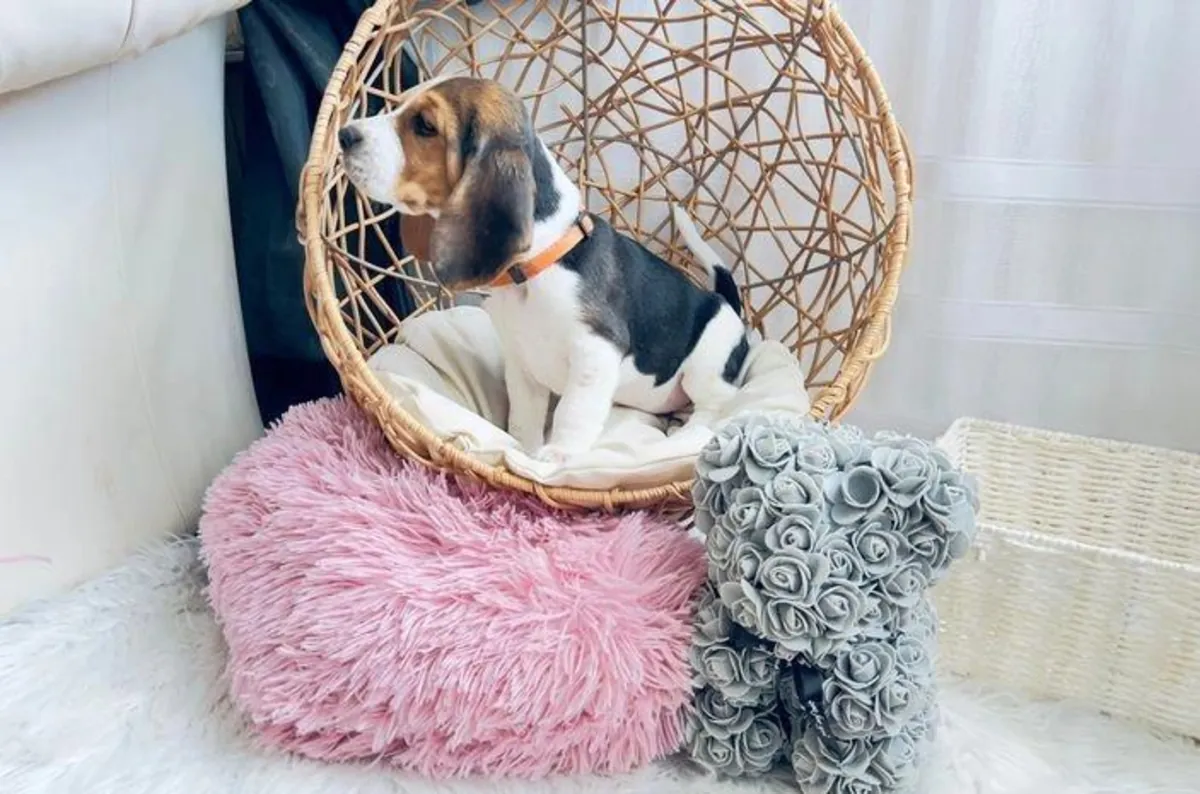 Male and female Beagle puppies as a gift.