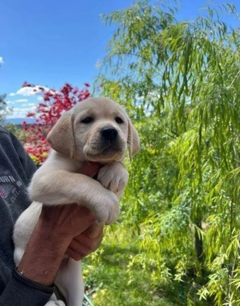 Des chiots Labrador Retriever mâles et femelles sont offerts en cadeau.