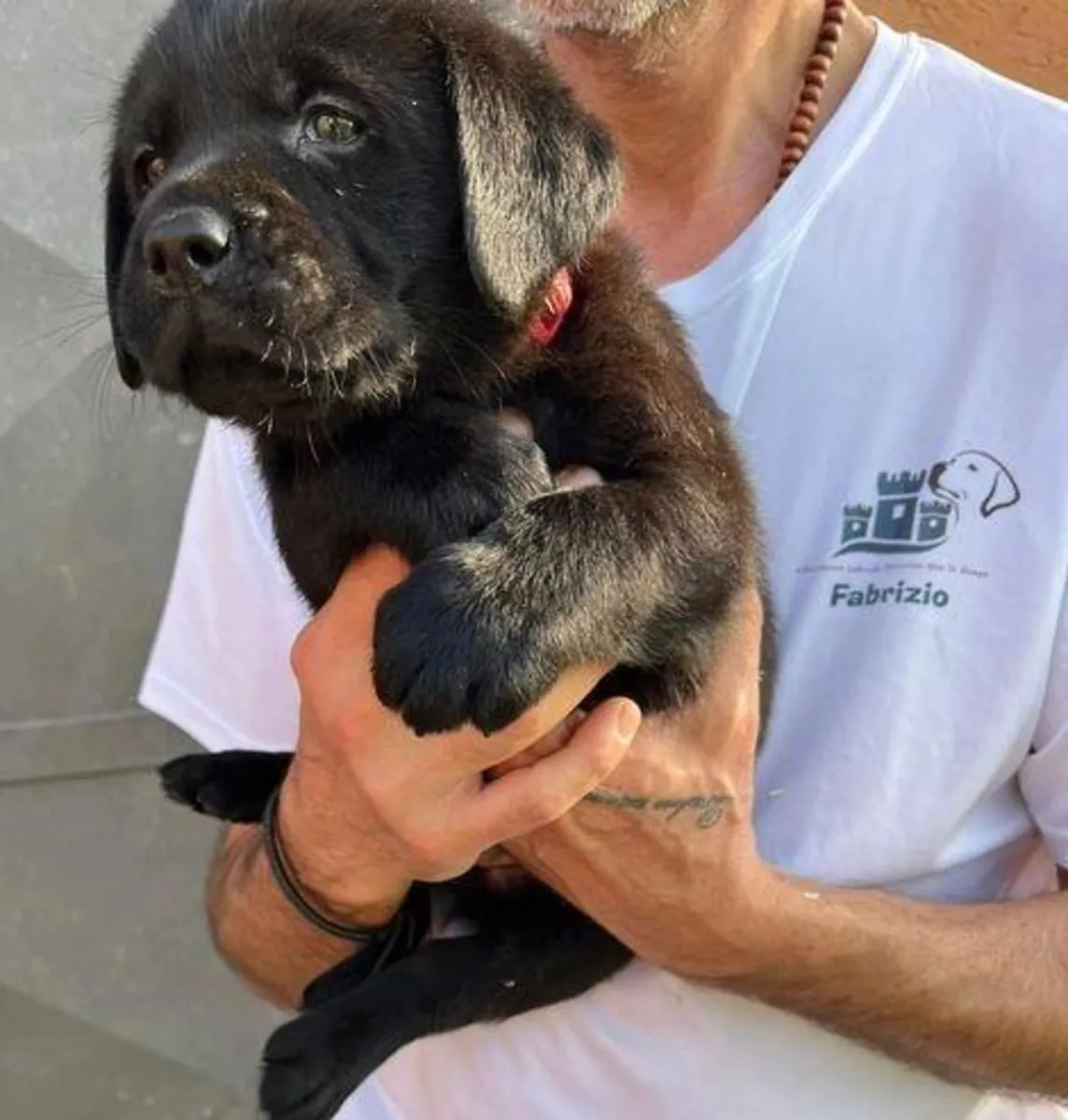 Des chiots Labrador Retriever mâles et femelles sont offerts en cadeau.