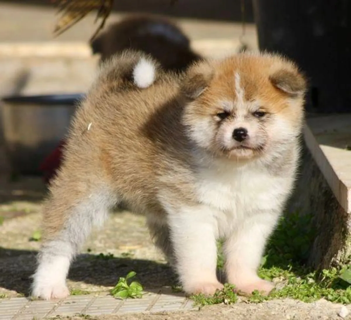 Male and female Akita puppies will be given away as a gift.