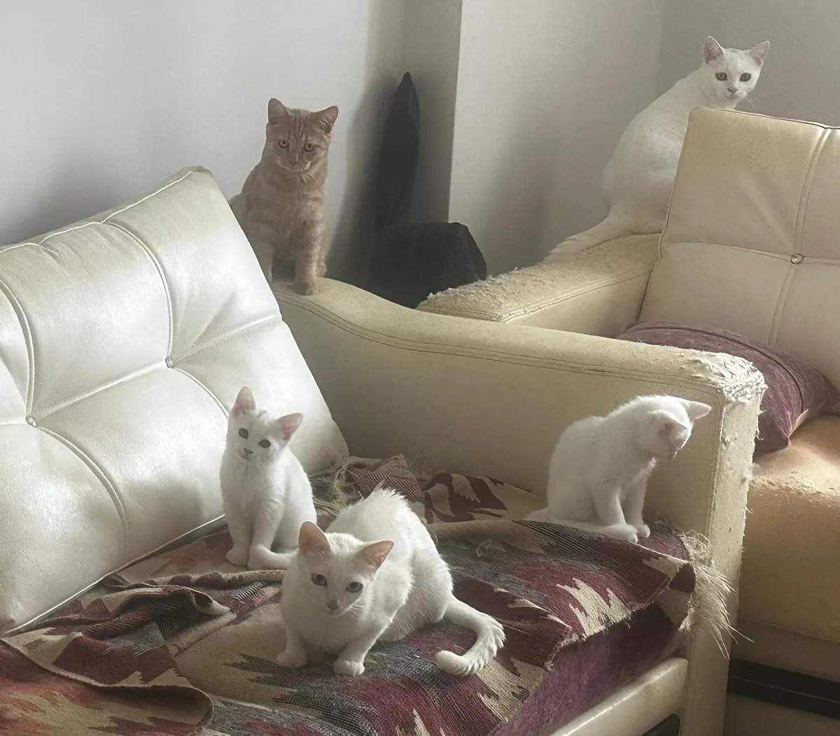 ПОРОДА КОШЕК КОТЕНКИ И ВЗРОСЛЫЕ