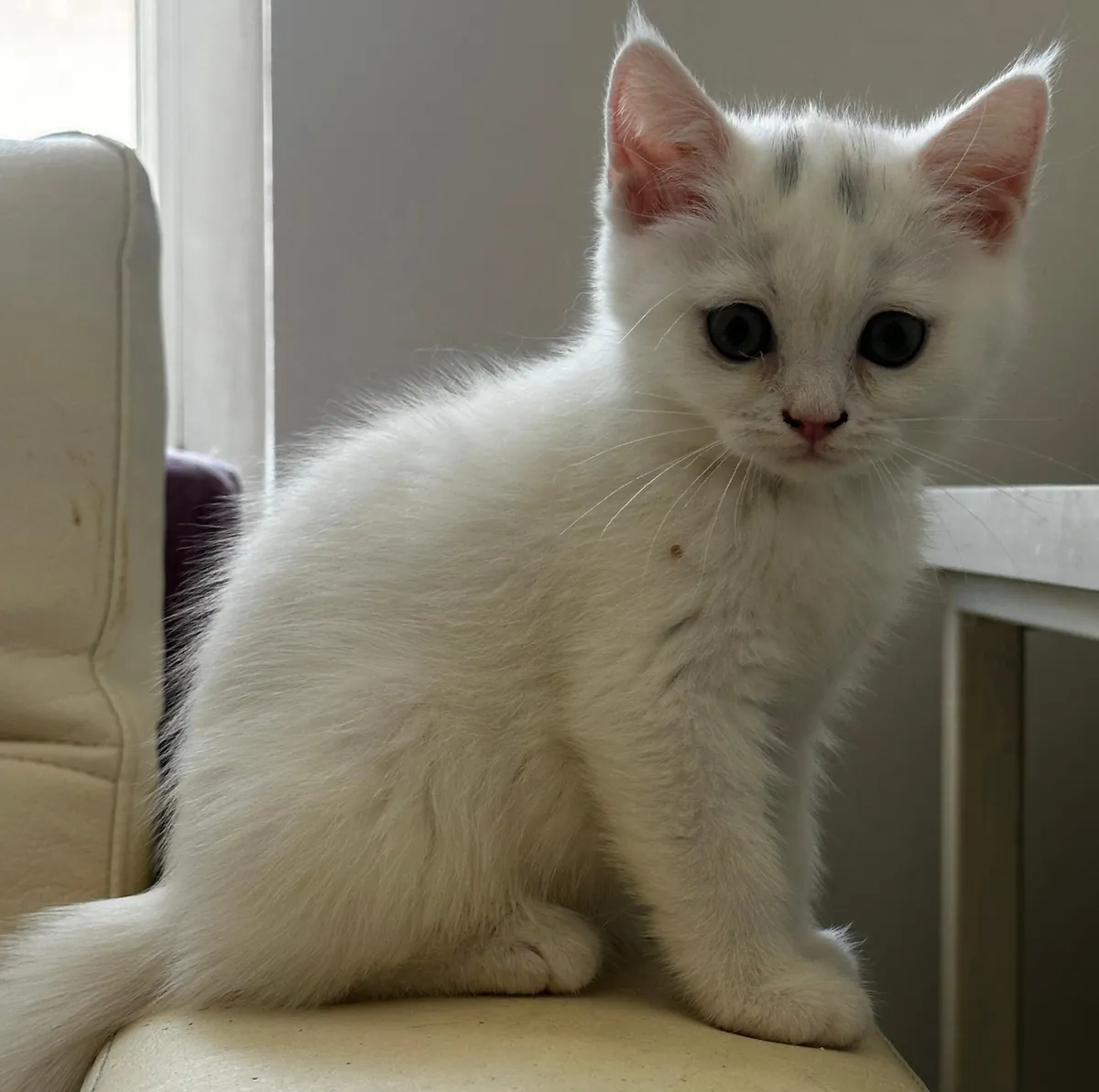 docile, lovable actor